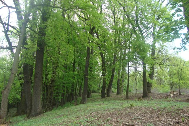 Działka budowlana Józefów Dębinka, ul. Daleka. Zdjęcie 7