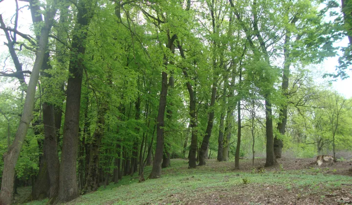 Działka budowlana Józefów Dębinka, ul. Daleka
