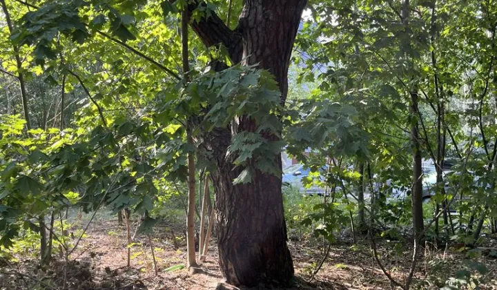 Działka leśna Warszawa Miedzeszyn, ul. Tuberozy