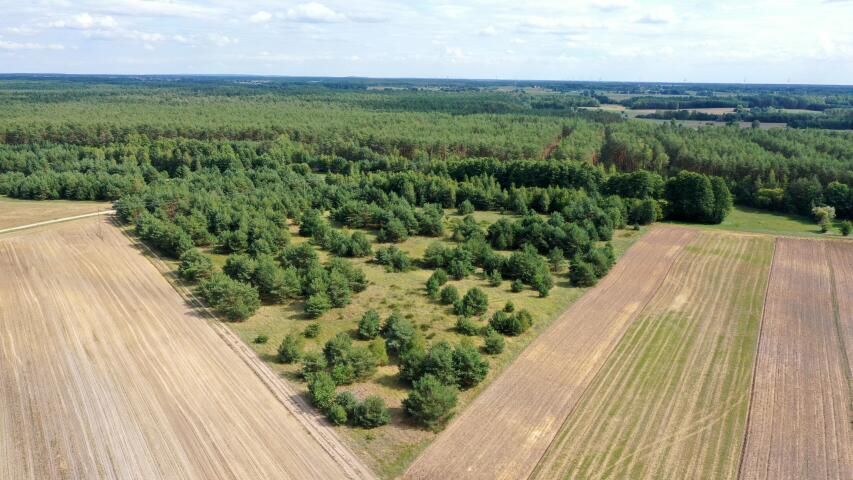 Działka rolna Osetno. Zdjęcie 15