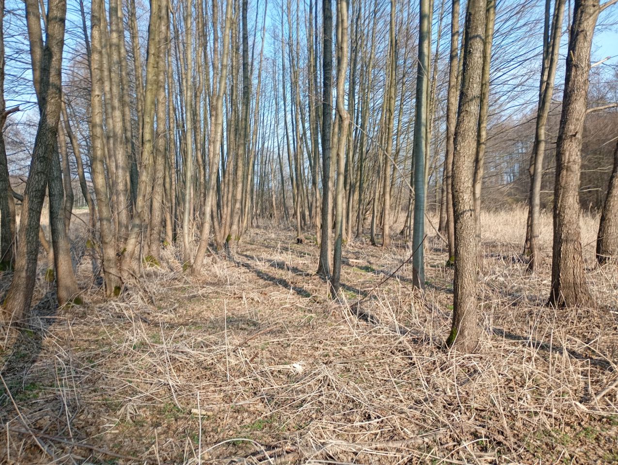 Działka rolna Wydrzyn. Zdjęcie 8