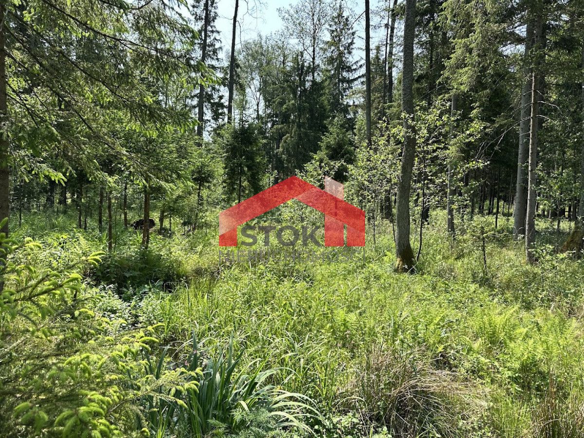 Działka leśna Rudnica. Zdjęcie 10