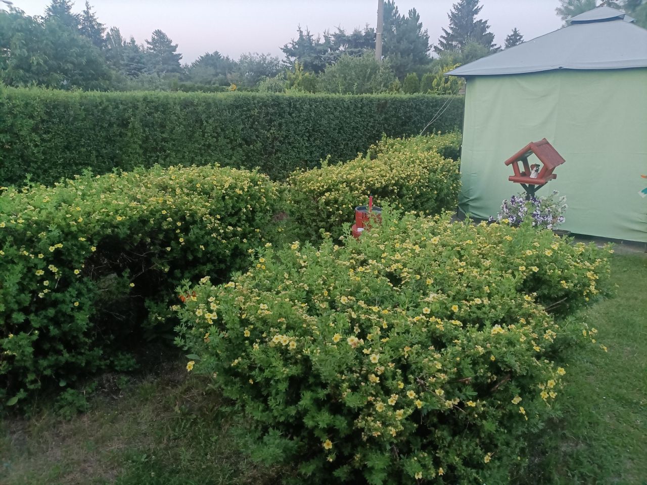 Działka rod Łódź Górna, ul. Lodowa. Zdjęcie 66