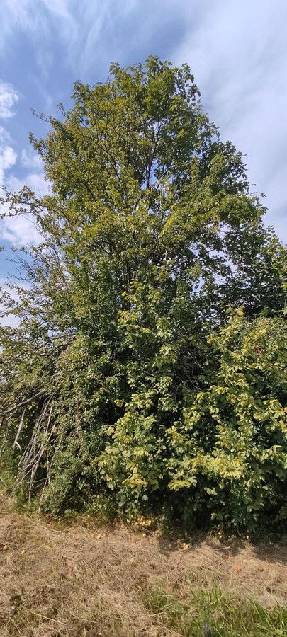 Działka budowlana Zawóz. Zdjęcie 9