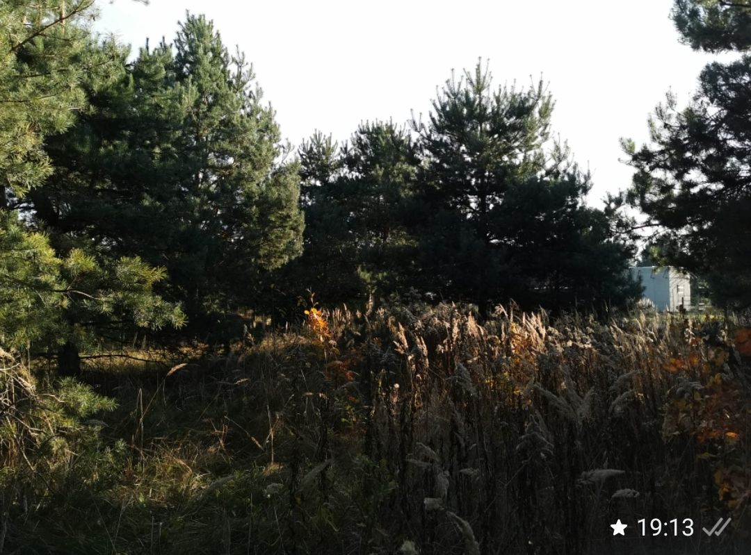 Działka budowlana Masłów, ul. Sosnowa. Zdjęcie 5