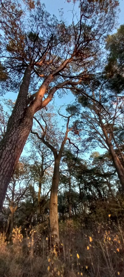 Działka budowlana Józefów Dębinka, ul. Daleka. Zdjęcie 14