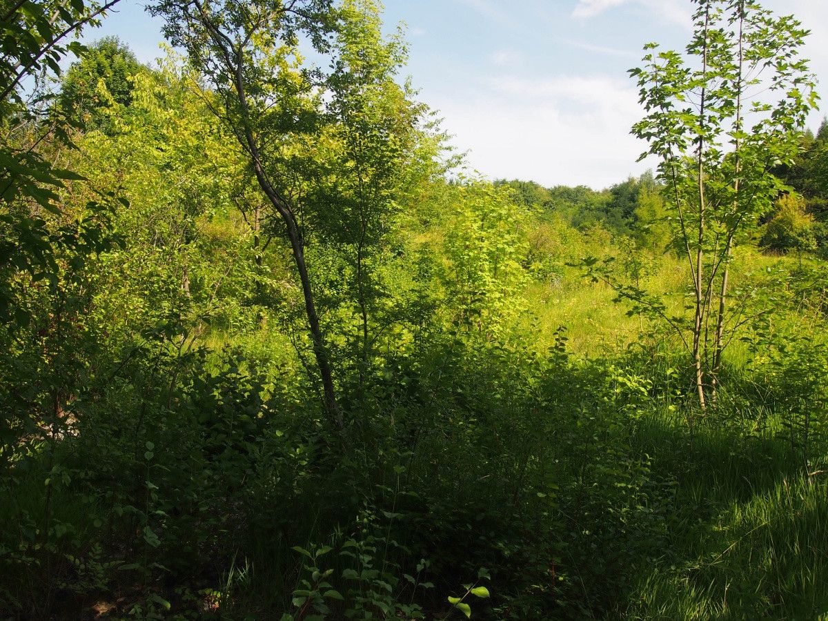 Działka rekreacyjna Śladów. Zdjęcie 10