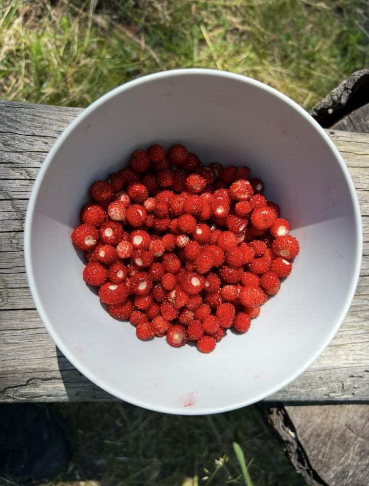 Działka budowlana Powałczyn, Powałczyn. Zdjęcie 22