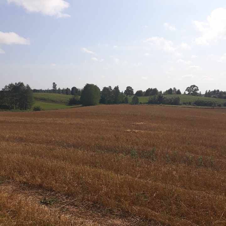 Działka rolno-budowlana Bałamutowo. Zdjęcie 2