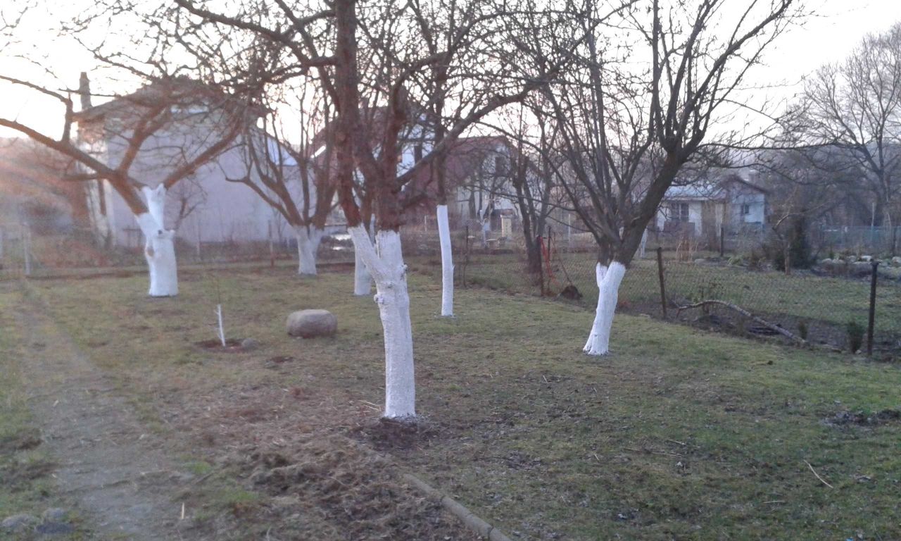 Działka rod Wilkanowo. Zdjęcie 3