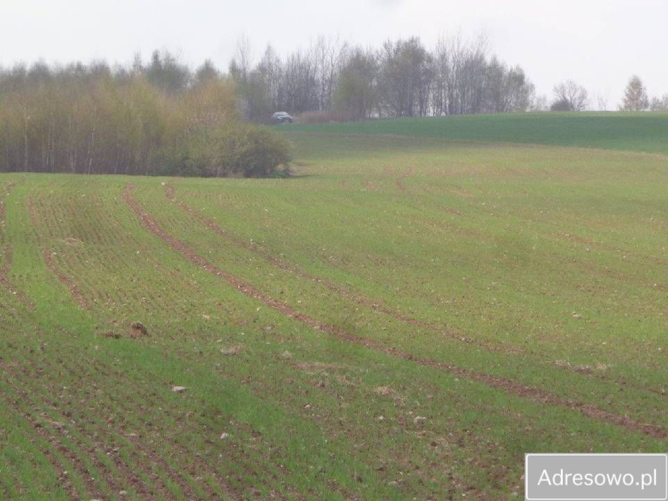 Działka rolna Niwnice. Zdjęcie 9