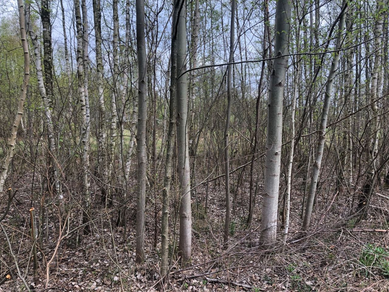 Działka budowlana Budy Michałowskie. Zdjęcie 7