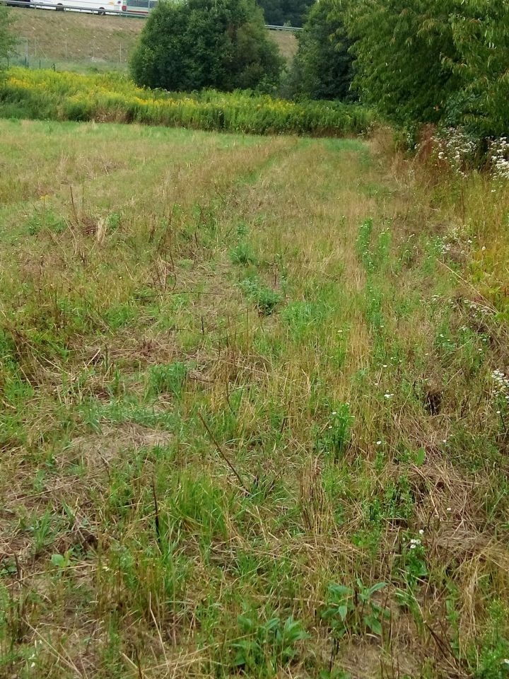 Działka siedliskowa Janów. Zdjęcie 11