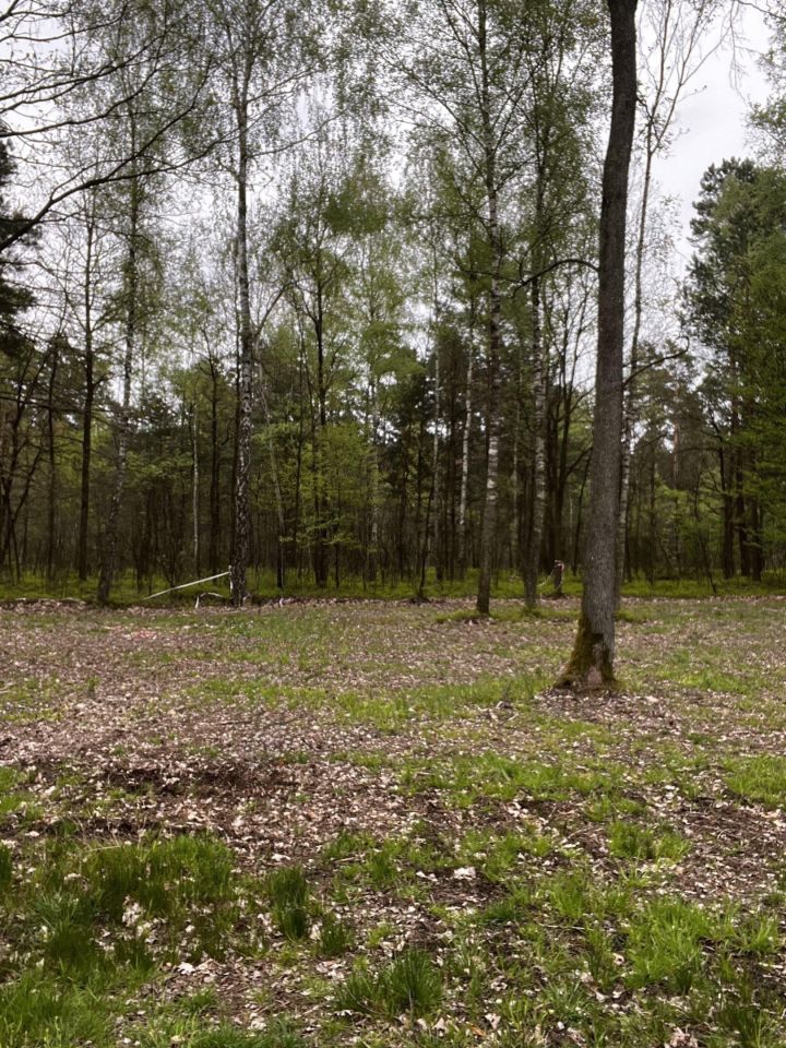 Działka leśna Podgać. Zdjęcie 1