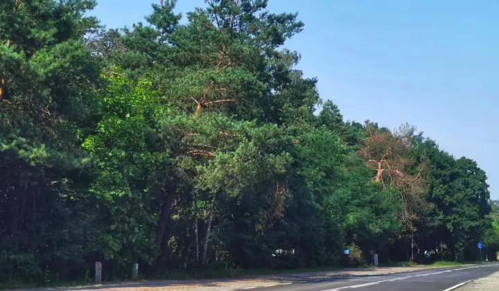 Działka budowlana Józefów Kolonia Błota, ul. Wiązowska