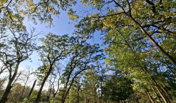 Działka budowlana Józefów Dębinka, ul. Daleka