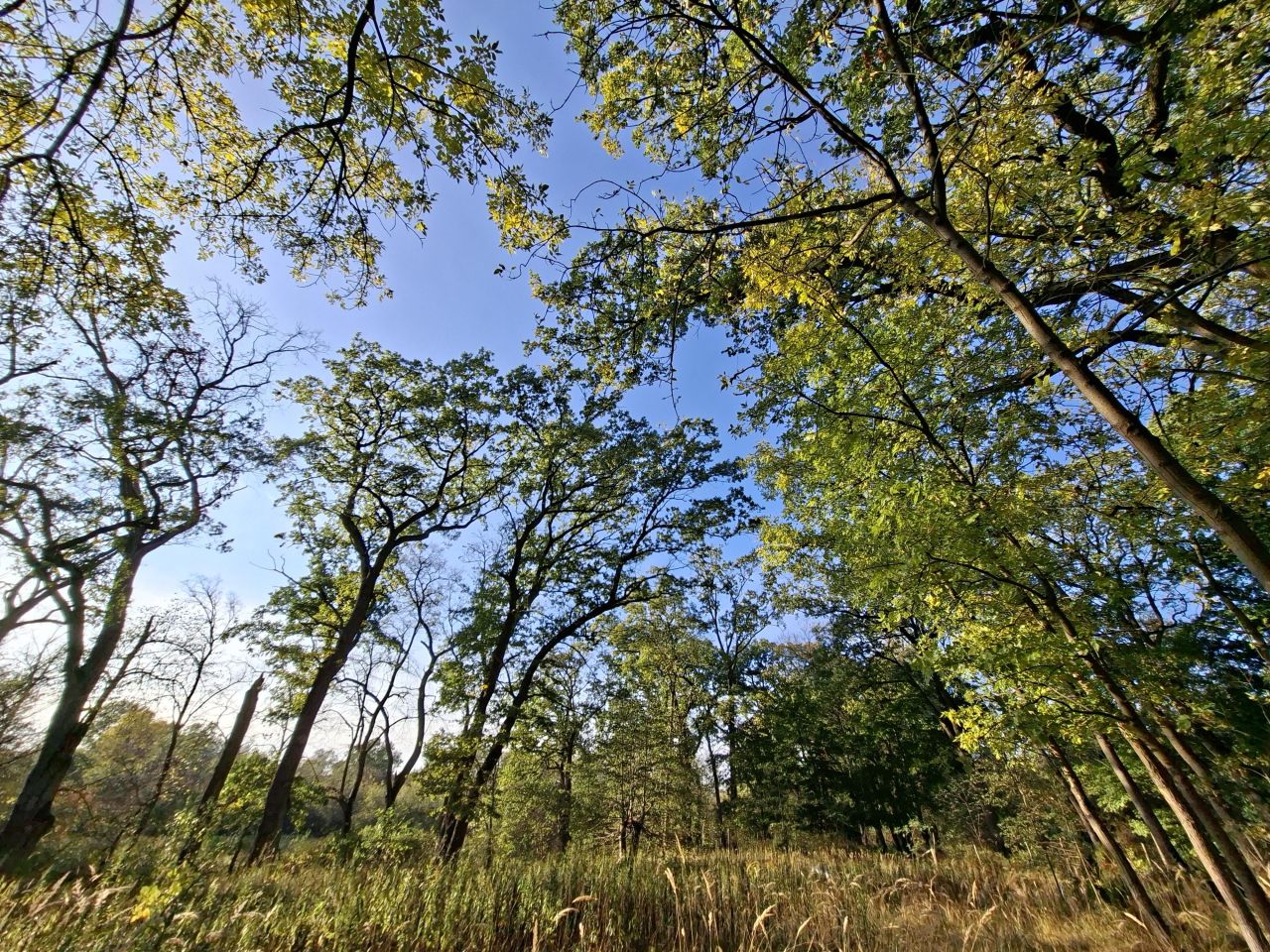 Działka budowlana Józefów Dębinka, ul. Daleka