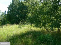 Działka rolna Siedlęcin. Zdjęcie 4