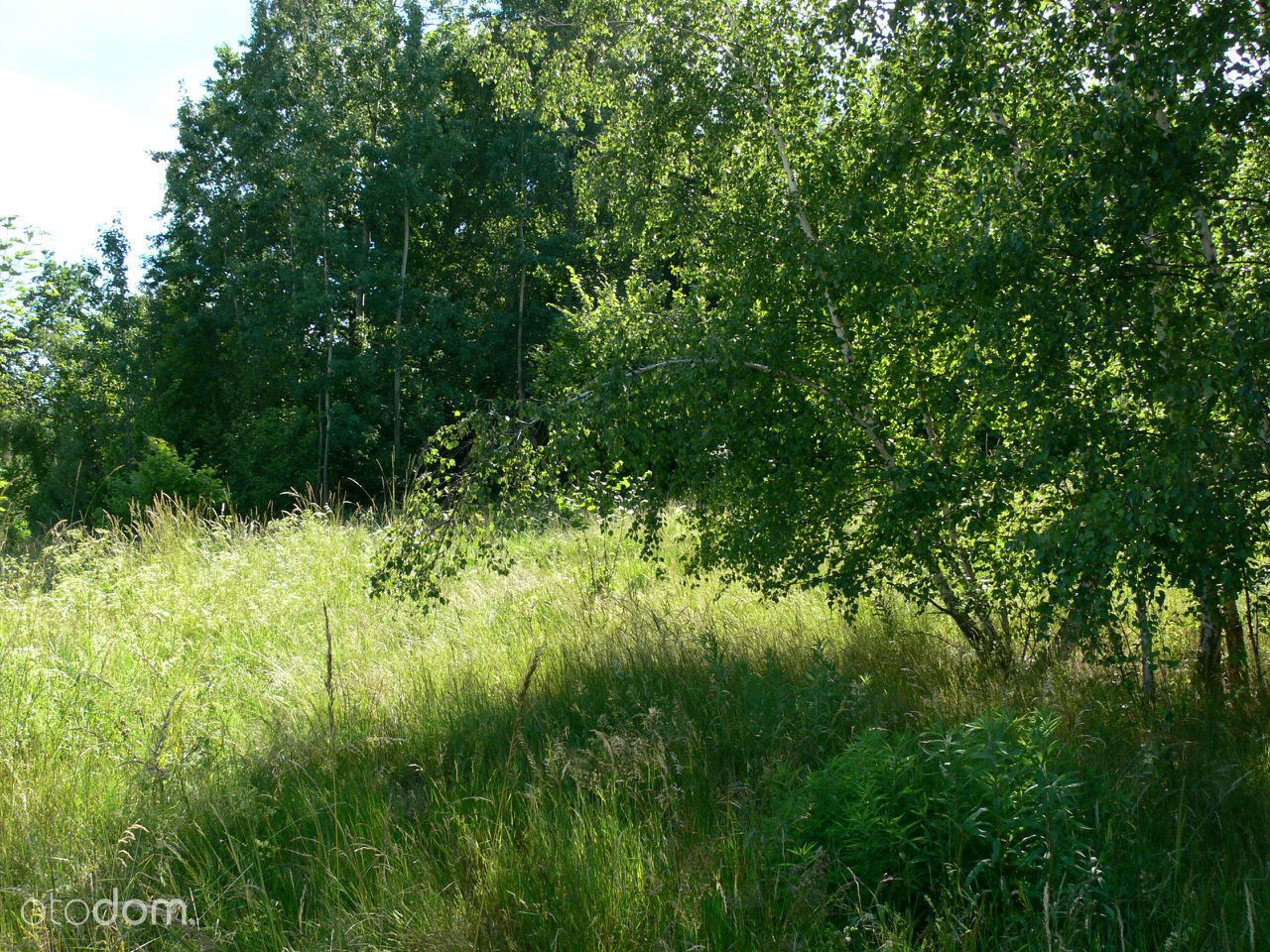 Działka rolna Siedlęcin. Zdjęcie 5