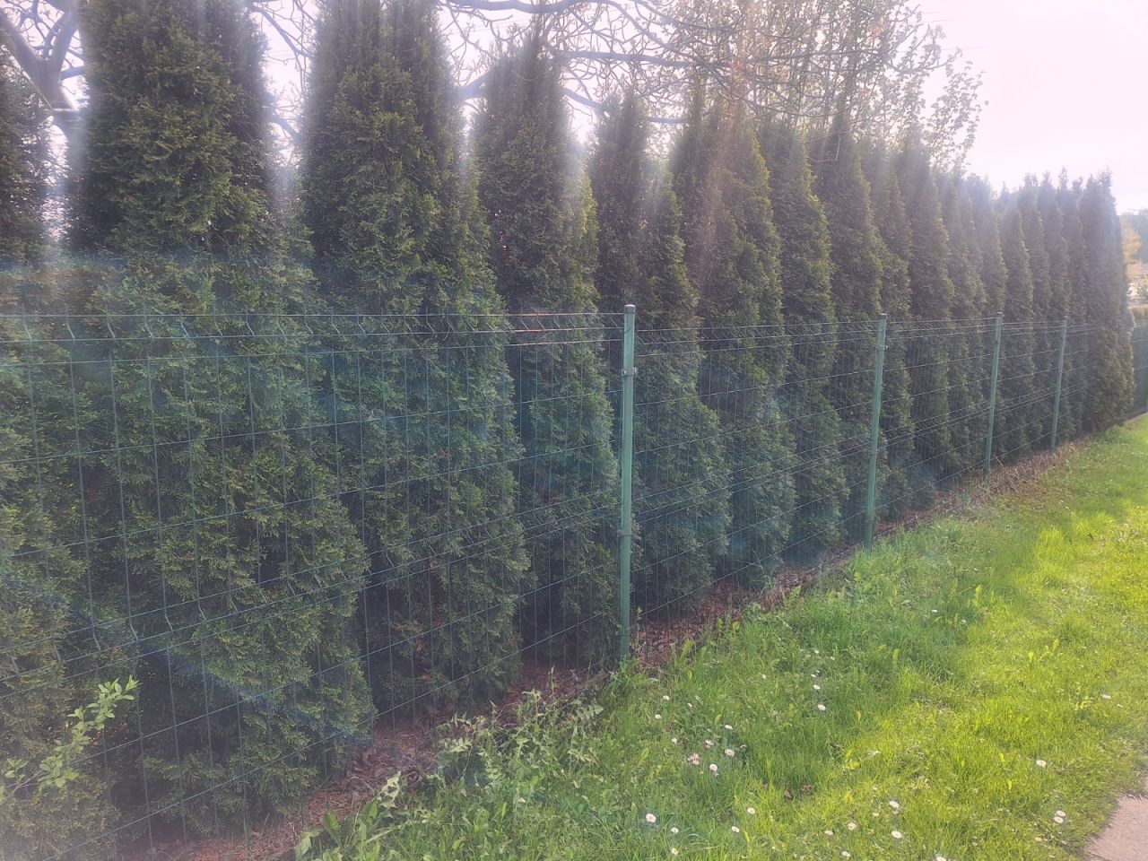 Działka rod Pawłowice, ul. Poligonowa. Zdjęcie 3