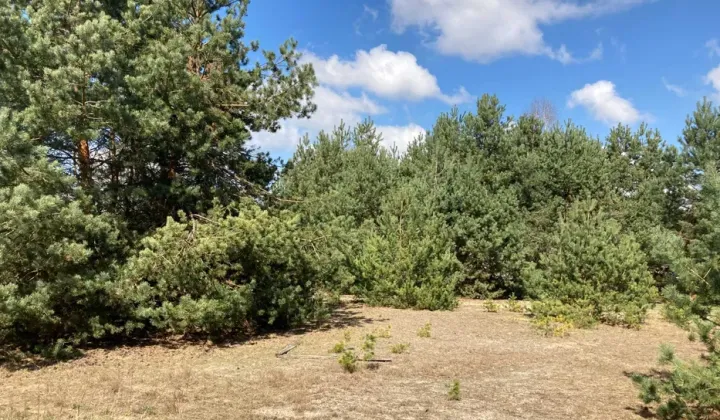 Działka budowlana Nowa Wieś, ul. Sosnowa