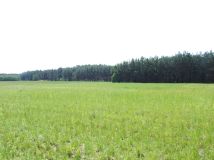 Działka budowlana Sąsieczno Miszek, ul. Adama Mickiewicza. Zdjęcie 1