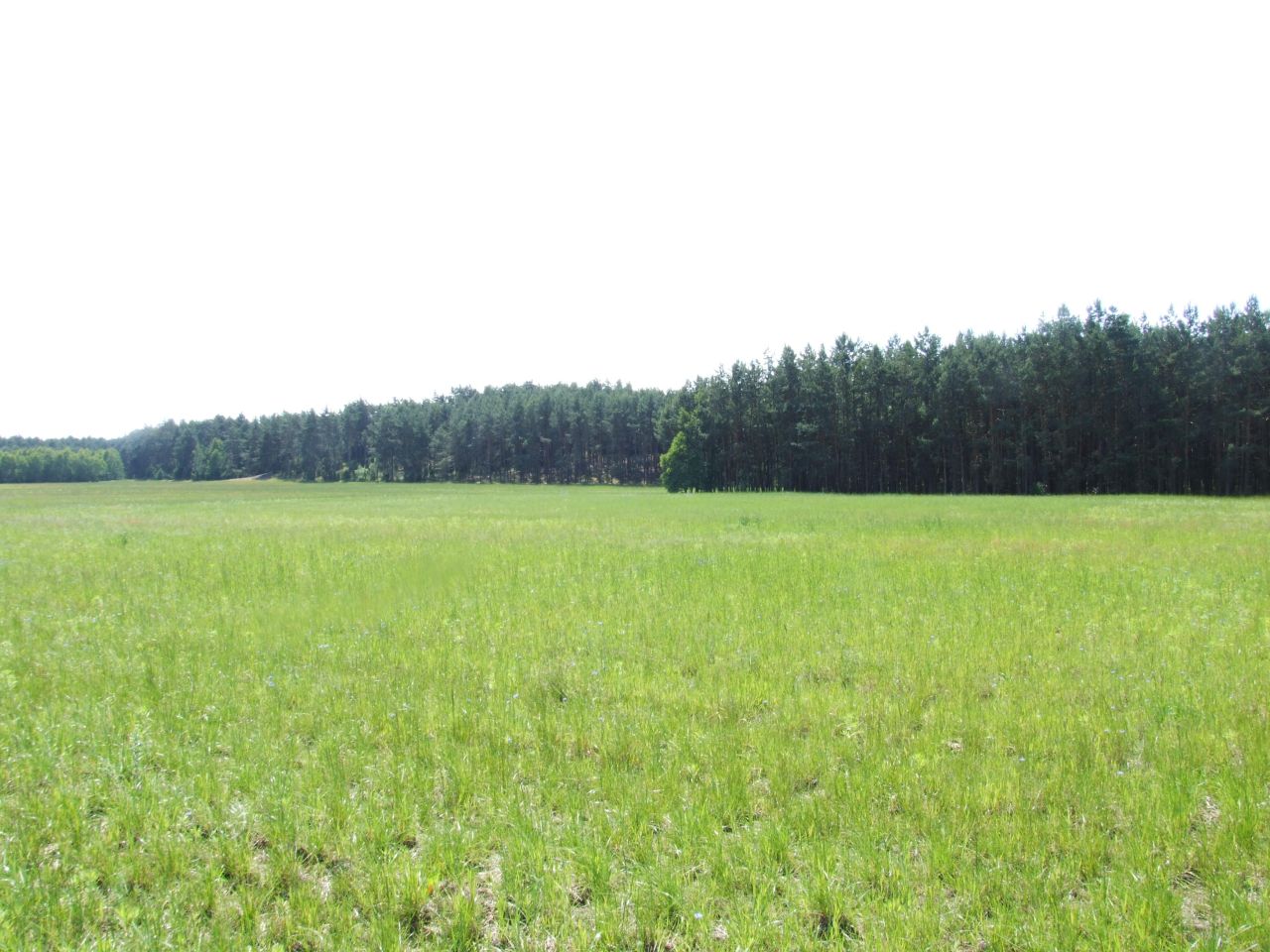 Działka budowlana Sąsieczno Miszek, ul. Adama Mickiewicza. Zdjęcie 2