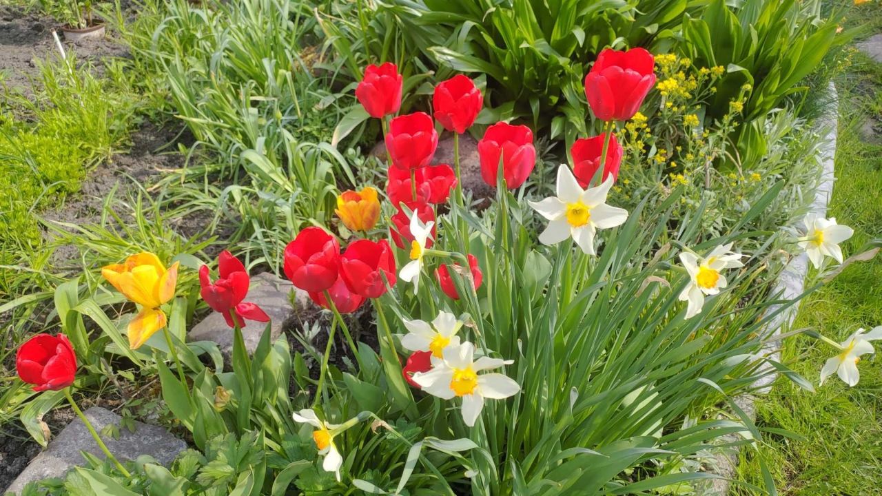 Działka rod Gliwice Sikornik. Zdjęcie 2