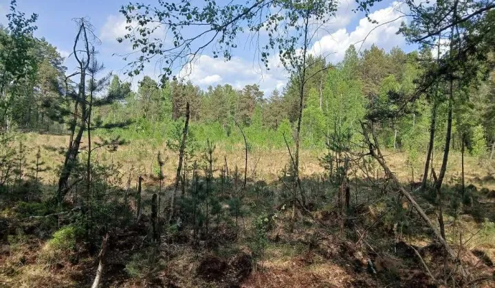 Działka leśna Piekło