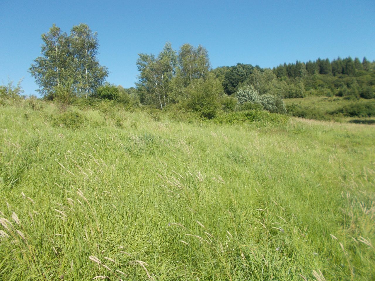 Działka rekreacyjna Wieprz. Zdjęcie 3