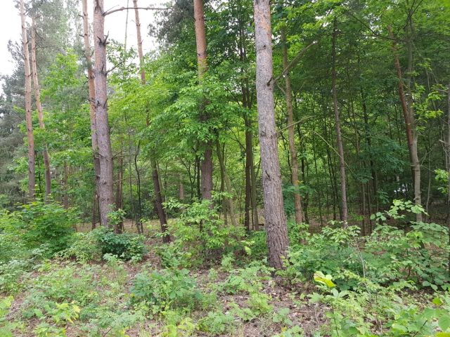 Działka budowlana Tartak Brzózki, ul. Letniskowa. Zdjęcie 1