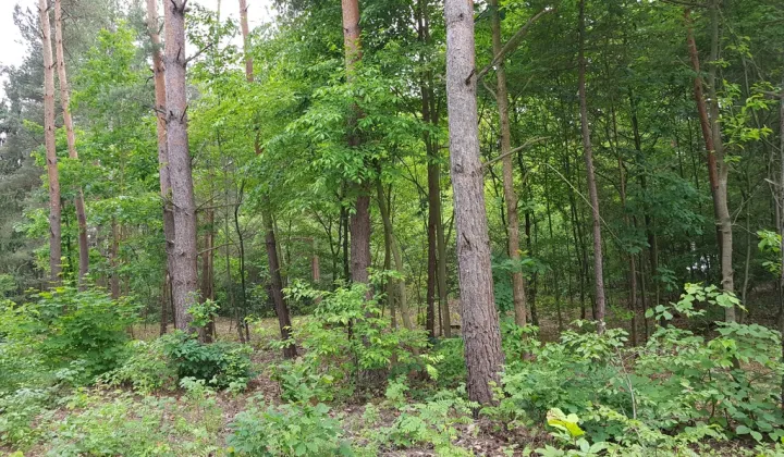 Działka budowlana Tartak Brzózki, ul. Letniskowa