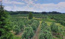 siedlisko Dębie. Zdjęcie 4