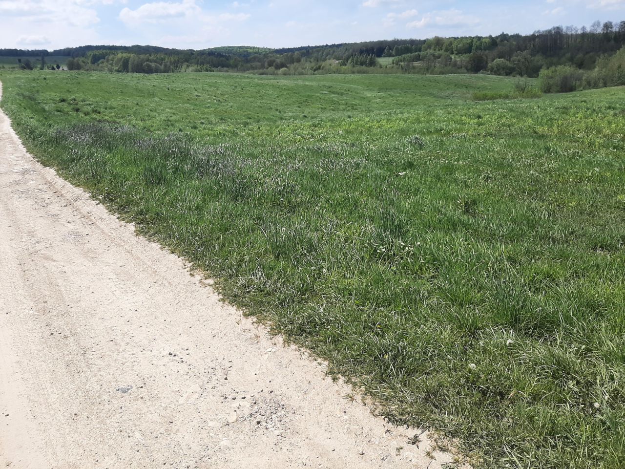 Działka inwestycyjna Nowy Borek. Zdjęcie 4