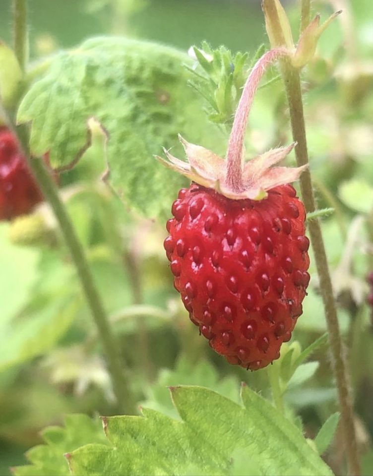 Działka rod Kalisz, ul. Pogodna. Zdjęcie 3