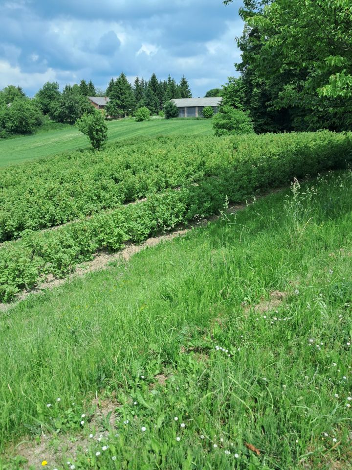gospodarstwo, 2 pokoje Orchowiec. Zdjęcie 14