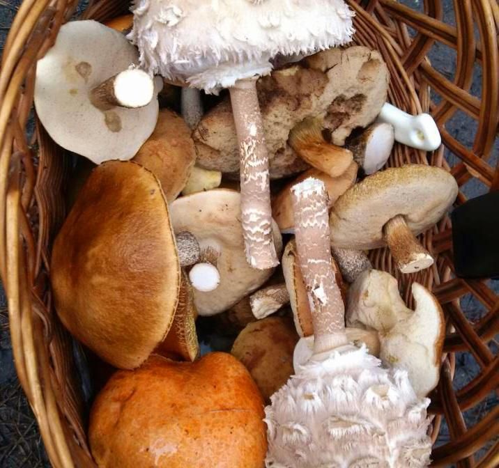 Działka rolno-budowlana Bytnica. Zdjęcie 10