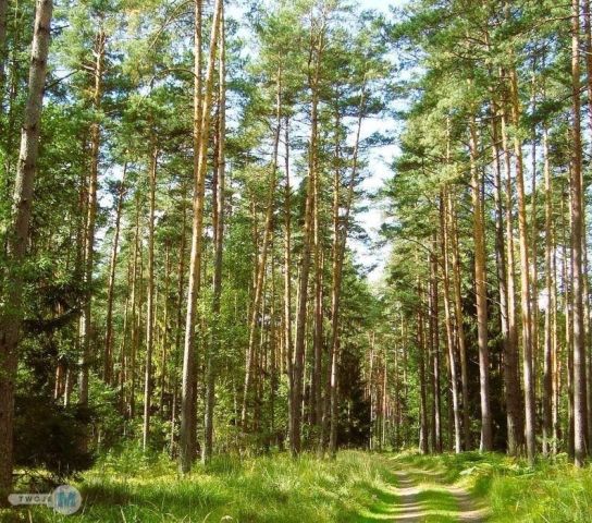 Działka leśna Chmielnik. Zdjęcie 7