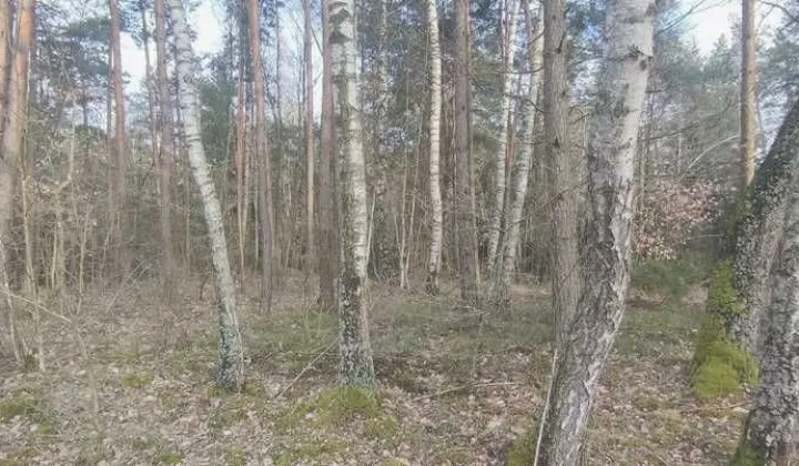 Działka leśna Stara Dębowa Wola