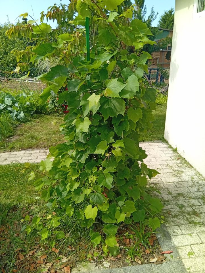 Działka rod Gdynia Babie Doły, ul. Zielona. Zdjęcie 13