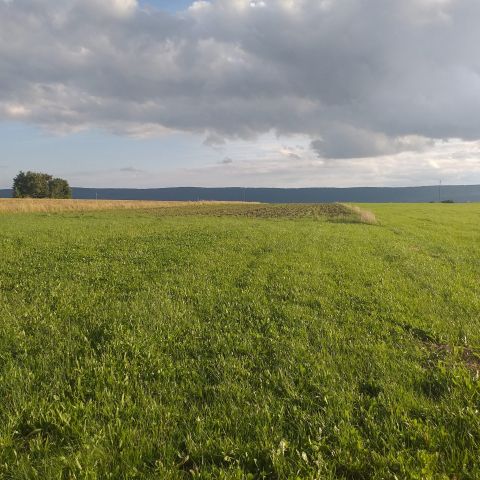 Działka rolno-budowlana Dąbrowa Górna. Zdjęcie 1