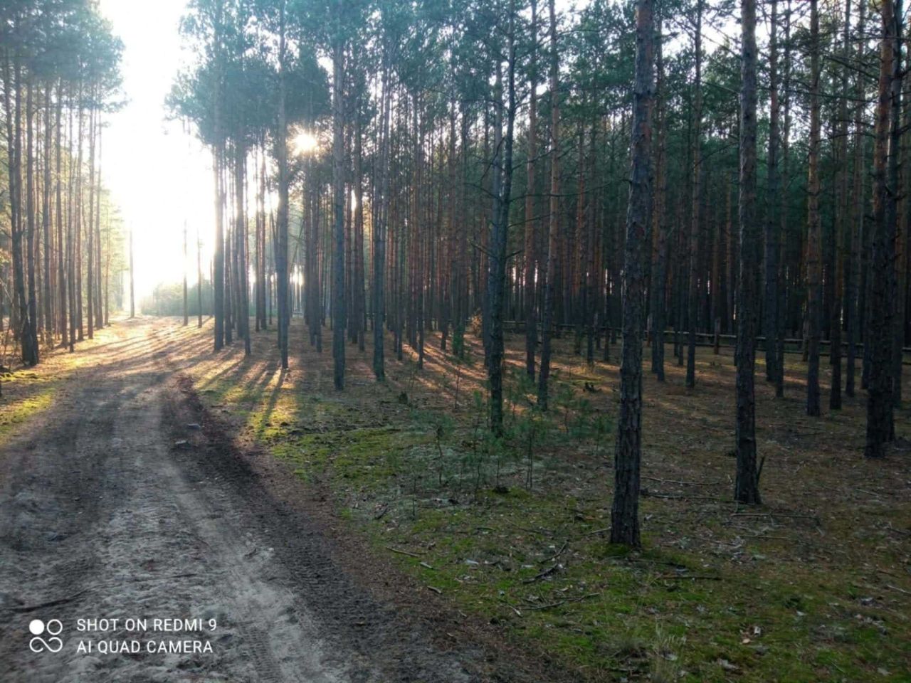 Działka leśna Karolinów. Zdjęcie 6