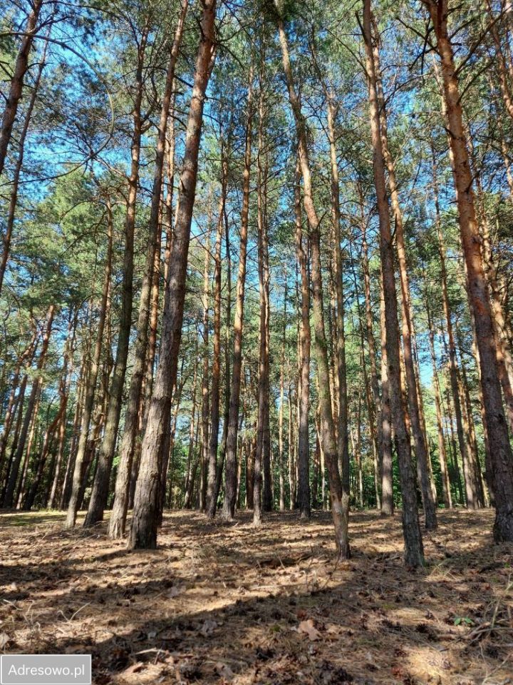 Działka rolno-budowlana Roszkowa Wola. Zdjęcie 5