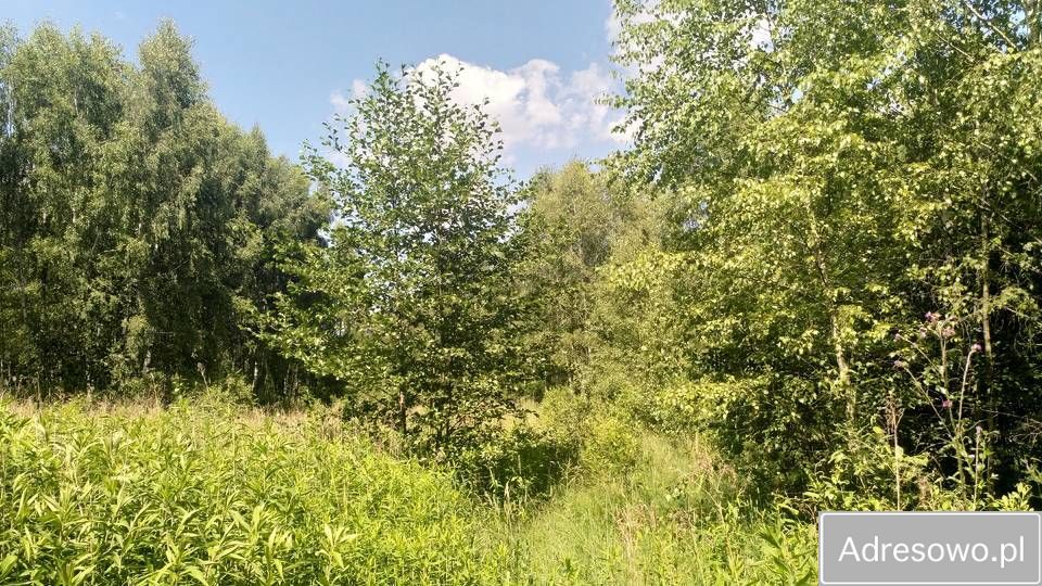 Działka rolna Ryczyca. Zdjęcie 2