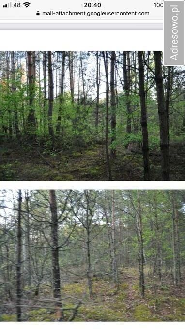 Działka leśna Raków. Zdjęcie 2