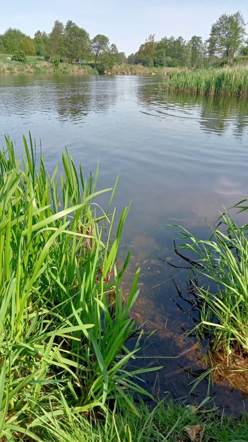 Działka rolna Skęczniew. Zdjęcie 13