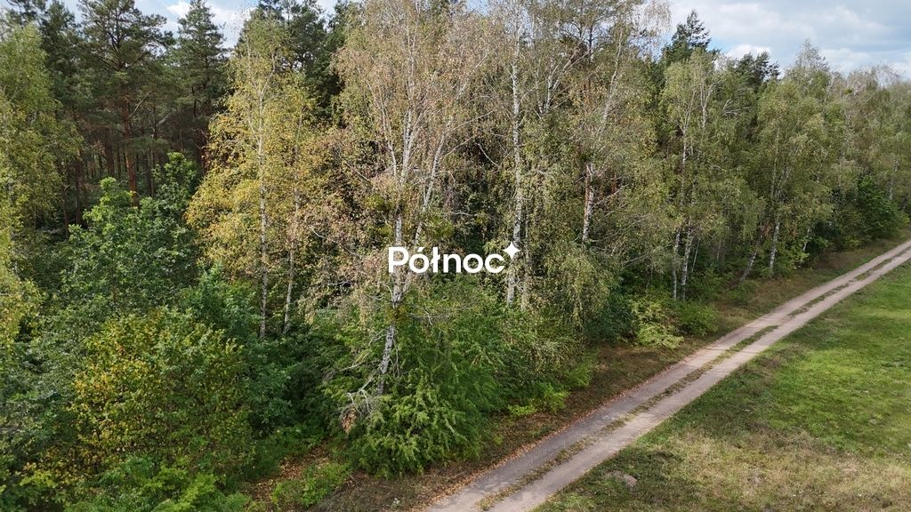Działka leśna Pieńczykowo. Zdjęcie 9