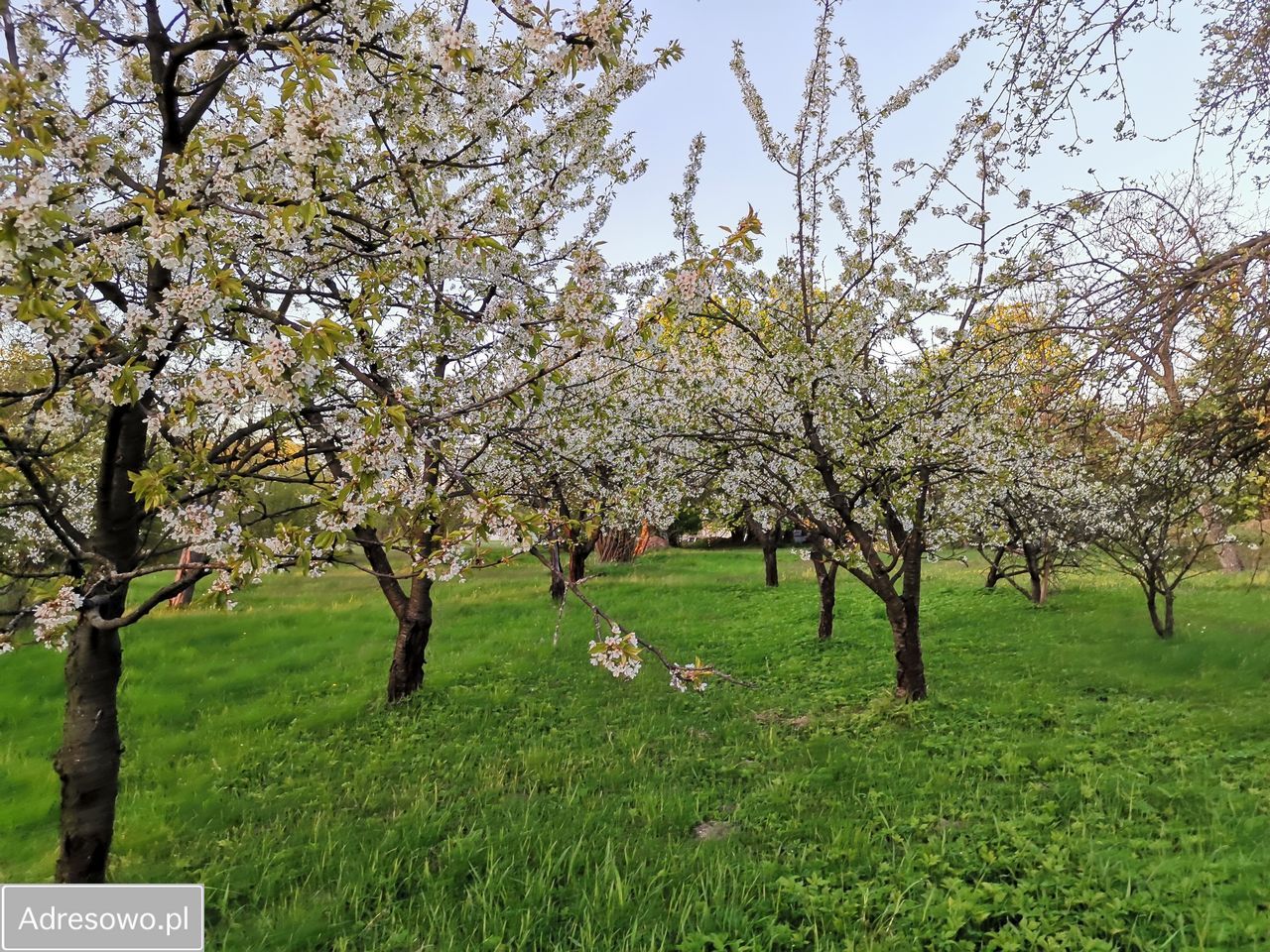 Działka siedliskowa Sobolew, ul. Żelechowska. Zdjęcie 10