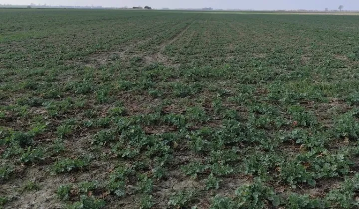 Działka siedliskowa Gniewomirowice