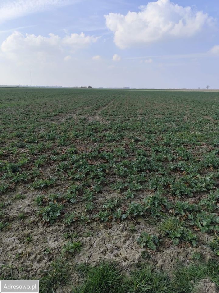 Działka siedliskowa Gniewomirowice. Zdjęcie 1